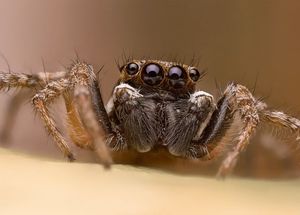  Какие части тела пауков вызывают у людей страх и отвращение   