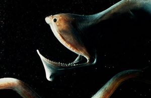 Видео: Большерот — маленькая рыба, рот которой в 11 раз больше тела