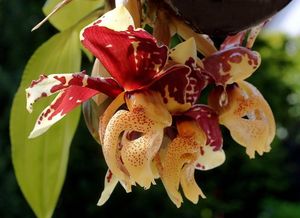 Аромат орхидей: популярные сорта цветов с запахом