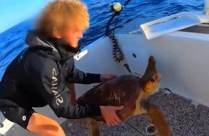 Видео: Парень спас черепаху из зубов акулы и другие моменты, возвращающие веру в людей