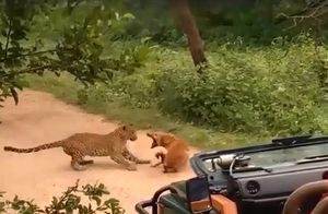 Видео: Встреча леопарда и собаки — самые эпичные битвы кошек против собак