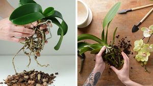 Как нарастить корни у орхидеи: поможет специальная вода
