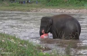 Видео: Как слониха спасла человека и другие случаи, когда слоны проявили милосердие