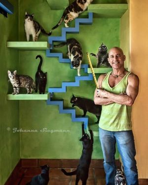 Этот человек спроектировал идеальный дом для своих кошек