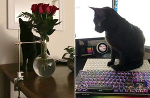 14 котов, которых обманули хозяева: и больше нет опрокинутых ваз и захвата клавиатуры