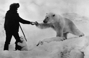 Видео: Почему полярные медведи, хозяева Арктики, приходят к людям