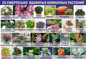 25 смертельно ядовитых комнатных растений!