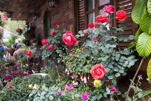 Плохие соседи для роз: что нельзя сажать рядом