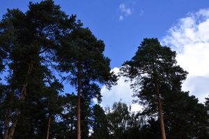 В Подмосковье 3,2 тысячи гектаров леса очистят от погибших и поврежденных деревьев