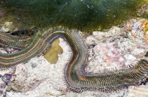​Видео: Трехметровый морской червь, который проглатывает рыб, осьминогов и кальмаров