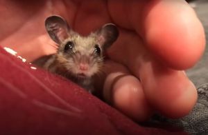 Видео: Подросток нашел маленького мышонка и заменил ему маму