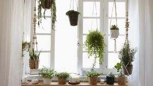 Как подвесить комнатные растения: 5 идей для дома