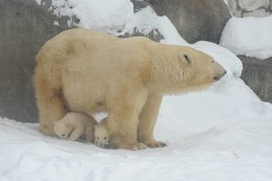 День белого медведя и Масленица: пять причин выйти из дома в выходные