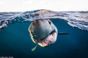 Черепаха-бодибилдер, жуткое кораблекрушение ВМС США и потрясенная рыба в Шотландии: невероятные победители конкурса «Подводный фотограф года 2022»