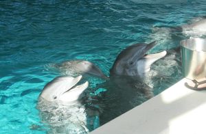 Видео: Почему дельфины совсем не милые существа, и в чем проявляется их темная сторона