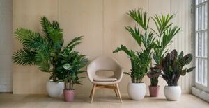 Флористические тренды 2022: 9 комнатных растений, захватывающих наши интерьеры