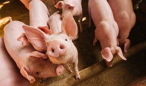 В Массачусетсе принят закон против жестокого обращения с сельскохозяйственными животными