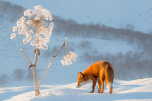 15 ярких фотографий о том, как зимуют дикие животные