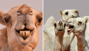 Губки уточкой: 12 верблюдов выгнали с конкурса красоты за инъекции ботоксом