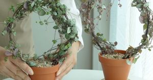 Самые оригинальные комнатные растения своими руками: из любого плетущегося растения