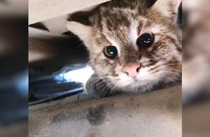 Видео: Хвостатый механик — амурский лесной кот забрался под машину, чтобы погреться
