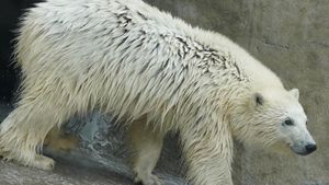 Московский зоопарк поздравил горожан с Международным днем полярного медведя