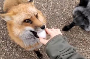 Видео: Каждой лисичке по яичку — почему яйца входят в ежедневное лисье меню