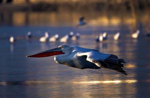 Фото дня: полет пеликана
