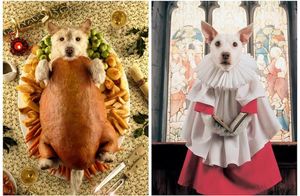 Британский фотограф создает креативные открытки со своими собаками: 20 фотографий