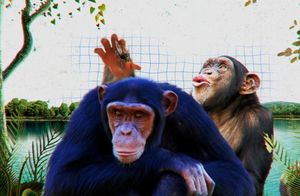 Видео: Что делают шимпанзе, когда чувствуют себя плохо — реальная медицина приматов