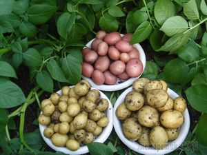 Что можно посадить на месте выкопанного раннего картофеля
