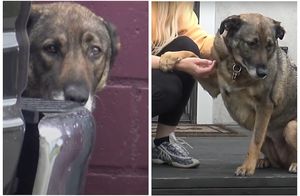 Видео: Бродячая собака все время плакала, пока добрые люди не забрали ее с улицы