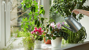 Лучшие домашние растения для уюта и здоровья