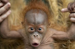 Фото дня: детеныш-орангутан практикуется в упражнениях