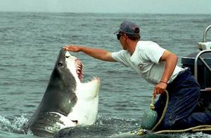 Самые удивительные и зрелищные случаи с акулами, снятые на видео