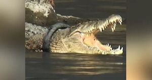 Храбрый мужчина поймал и спас крокодила, который жил с шиной вокруг шеи уже 6 лет