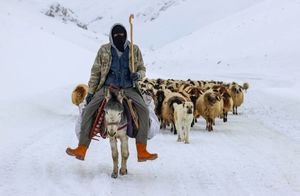 Фото дня: турецкий пастух идет через горы
