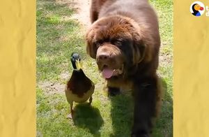 Видео: Утка нашла лучшего друга — 70-килограммовую собаку