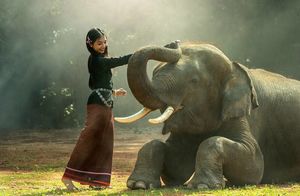 Хранители леса: как слоны и тамарины спасают нашу планету