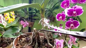 Как омолодить пожилую орхидею