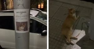 Пропавший без вести котик стоял возле объявлении о своей пропаже, давая прохожим понять, чтобы его скорее забрали обратно домой