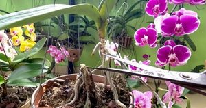 Омолодите пожилую орхидею нехитрым способом и получите новые цветы в придачу
