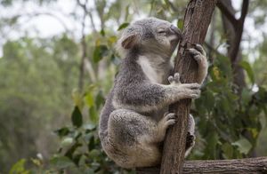 Как коалы ищут друзей и защищаются от врагов с помощью носа