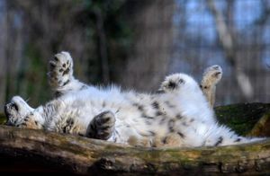 Фото дня: снежный барс в немецком зоопарке