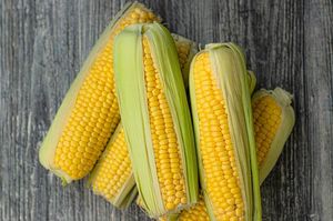 Посадка кукурузы весной 2022 в открытый грунт