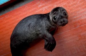 Видео: Ирландские активисты спасли крошку-тюленя и обучили его в «рыбной школе»