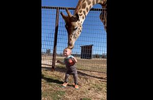 Видео: Любопытный жираф целует малыша