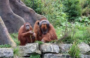 Видео: Как орангутаны научились общаться между собой