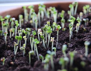Как вырастить на подоконнике салат и другую зелень