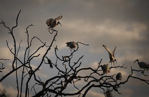 Фото дня: ибисы на озере Зу в ЮАР